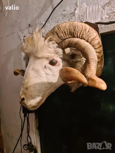 Трофей препарирана овнешка глава , снимка 1