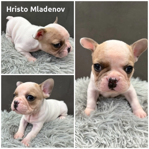 Френски булдог/малки кученца