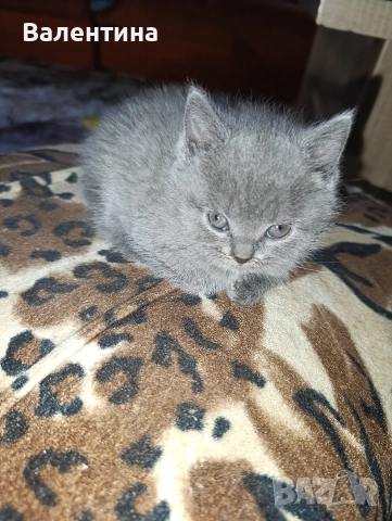 Британска късокосместа, снимка 7 - Британска късокосместа - 52705749