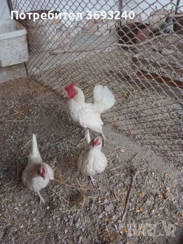Продавам пилета от декоративни кокошки , снимка 4 - други­ - 51003416