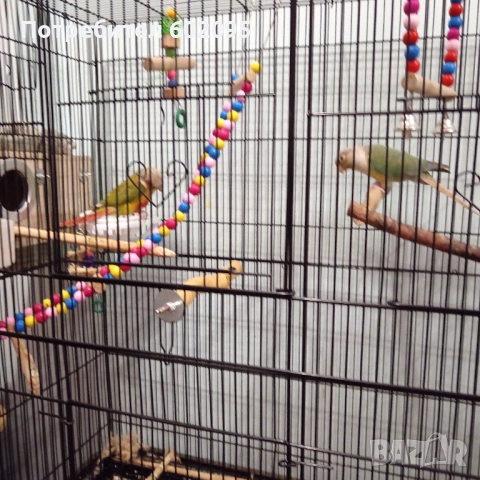 двойка папагали пирура молина, снимка 3 - Папагали - 53486301