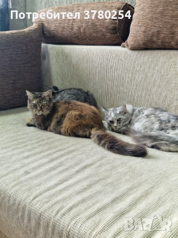 Мейн Кун , снимка 9 - Мейн кун - 52314032