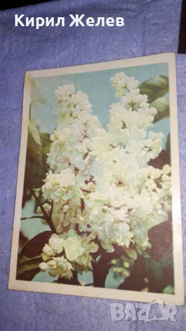 ЛОТ 3 СТАРИ ПОЩЕНСКИ КАРТИЧКИ ТЕМА ЦВЕТЯ ПРАЗНИЦИ ПРОЛЕТ НОВА ГОДИНА ЧЕСТИТКИ 33443, снимка 3 - Филателия - 38788432