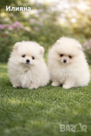 Померан мъжки и женски 