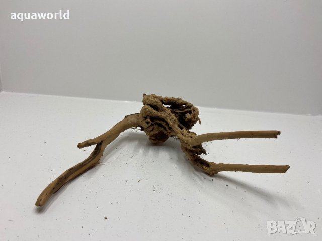 "ПРОМОЦИЯ" Корен Азалия 54