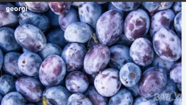 сини сливи за ракия, снимка 1