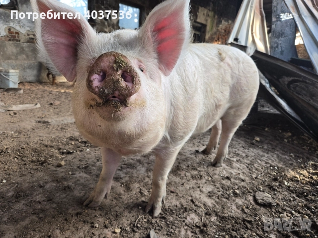 Домашно прасе за клане, снимка 6 - Прасета - 52843787