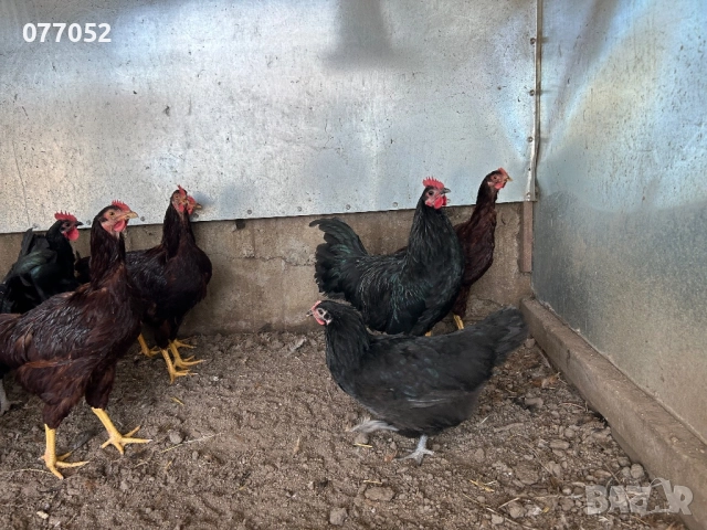 Ярки и петлета Австралорп и Родайланд, снимка 3 - Кокошки и пуйки - 52962242