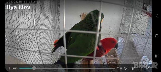 двойка папагали еклектус + 2 малки, снимка 1