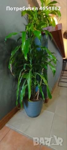 Цветя, снимка 5 - Стайни растения - 52482423