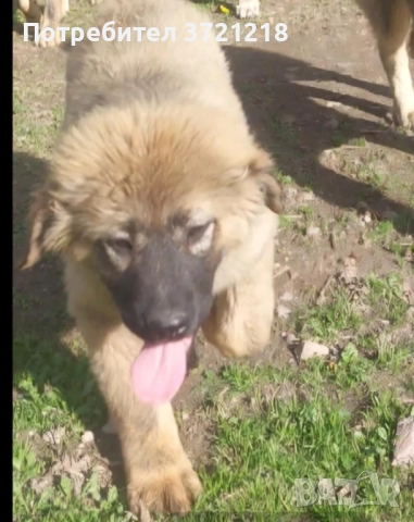 Кавказка овчарка, снимка 3 - Кавказка овчарка - 49374261