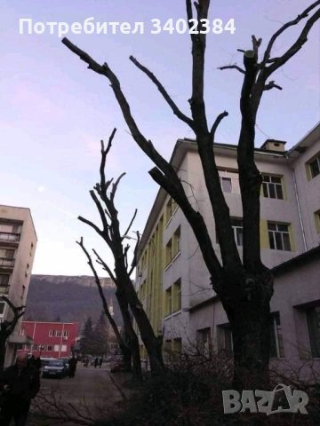 Рязане на високи и опасни дървета и почистване на дворове от треви и храсти., снимка 4 - Градинска техника - 36933277