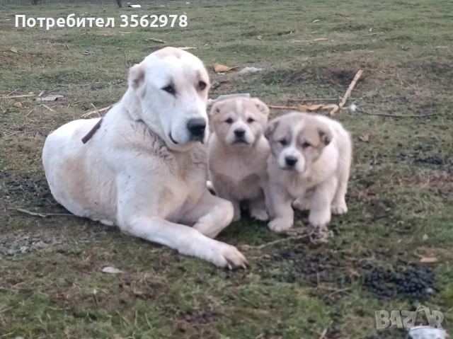 САО Алабай, снимка 2 - Алабай - 52820597