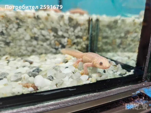 Аксолотъл, тритон, жаба, рак, скариди, снимка 5 - Други - 48340138