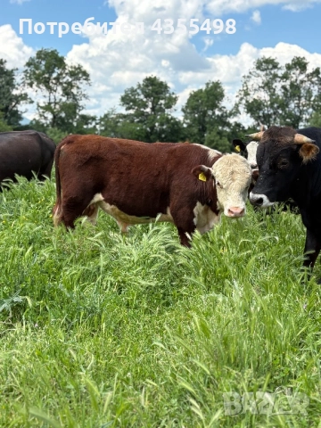 Домашно Телешко Месо 100%БИО-Свинско месо полувинки и четвъртини-8.50лв/кг