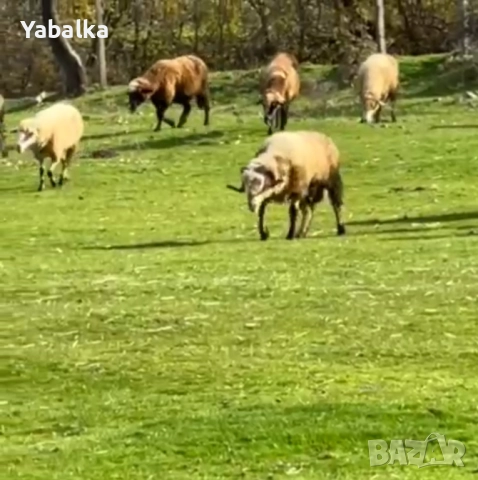 Продавам стадо овце порода цигай, снимка 5 - Овце - 52577368