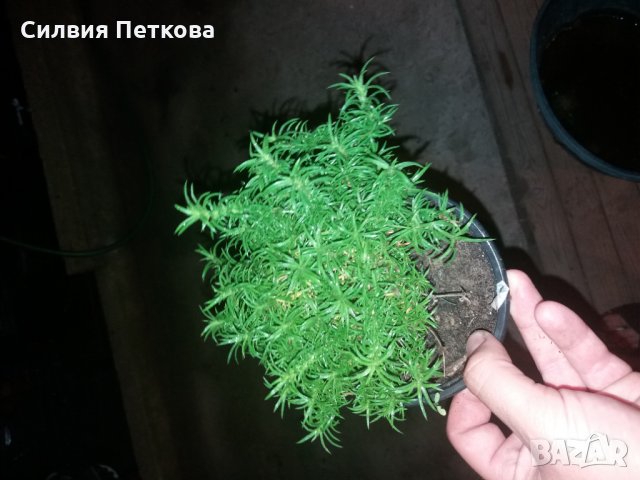 Разсад Флокс 6 цвята-Бял,лилав,розов,,шарен,виолет и цикламен, снимка 7 - Градински цветя и растения - 27198088