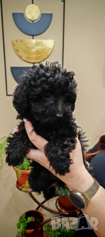 Пудел - мини, снимка 15 - Пудели - 52250133