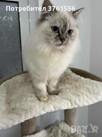 Персийско женско коте , снимка 8 - Персийска - 53438324