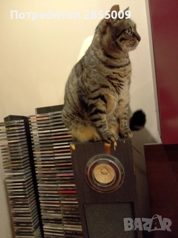 Хорни с Fostex FE 108 EZ 4" Full Range Sigma Series, снимка 6 - Тонколони - 53315721