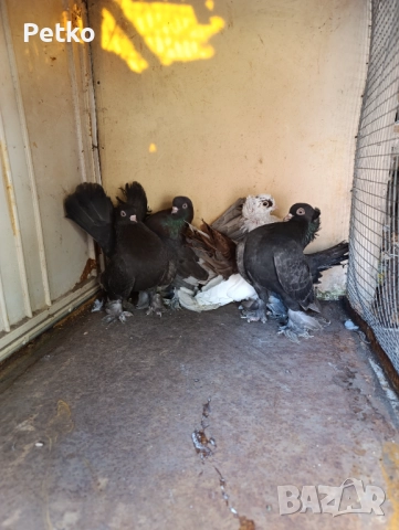 Гълъби ростовски, снимка 8 - Гълъби - 52224460