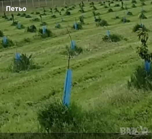  Овошна градина череши