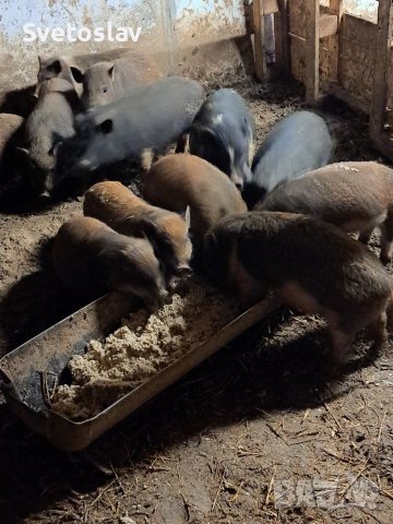 Заплодени свине майки 2 броя, снимка 11 - Прасета - 34457347