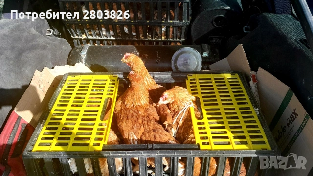 записвам за ЯРКИ Ломан Браун , снимка 2 - Кокошки и пуйки - 53438284