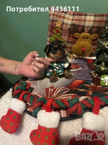 Три мъжки йоркита от родословни родители“, снимка 7 - Йоркширски териер - 52836585