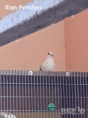 Свободна двойка диамантени гугутки., снимка 4 - Папагали - 52458678