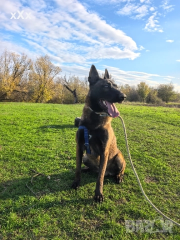 Белгийска Овчарка-Малиноа , снимка 4 - Белгийска овчарка - 52299797