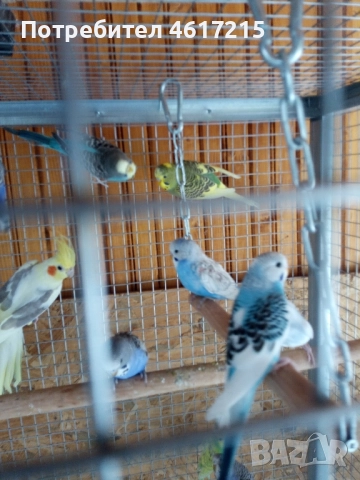 Вълнисти папагали . 20 лв. за брой, снимка 4 - Папагали - 51985070