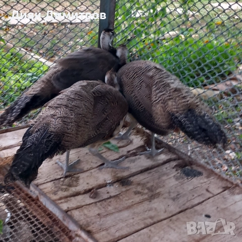 Индийски пауни, снимка 4 - други­ - 51785615