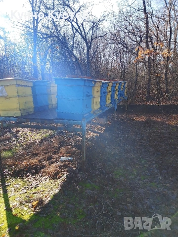 пчелни кошери, снимка 3 - За пчели - 53523937