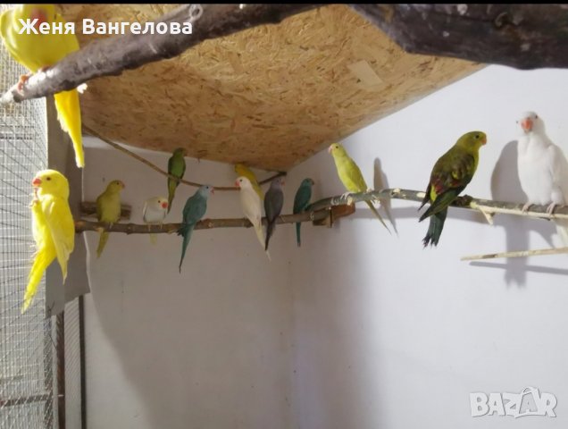 папагали малък Александър розела, снимка 7 - Папагали - 43545114