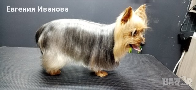 Йоркширски териер си търси приятелка, снимка 8 - Търси партньор - 35108985