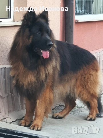 мама, тати и техните сладурчета, снимка 7 - Немска овчарка - 52587718