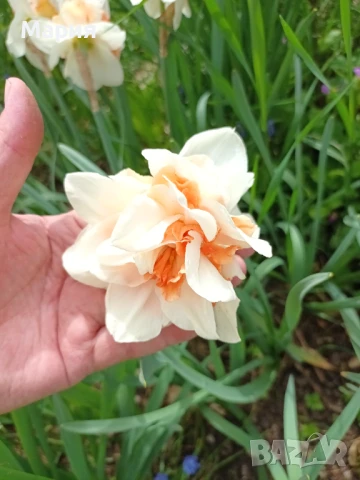 Предлагам 5 сорта много едри нарциси