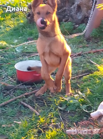 Белогиска овчарка, снимка 2 - Белгийска овчарка - 52668359