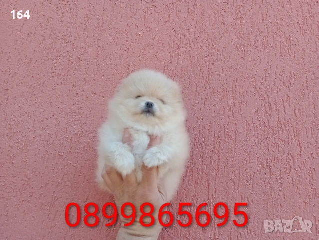 Момиченце. Померан. Реални снимки от 23.02.26 г. , снимка 2 - Померан - 53486789