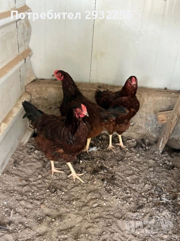 Петлетата Ексел , снимка 3 - Кокошки и пуйки - 52544593