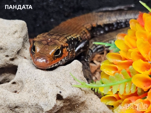 Oгнен Сцинк Двойка, снимка 2 - Други - 51453847