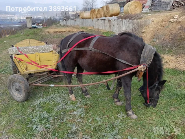 Продавам кон с каруца, снимка 4 - Коне - 49037823