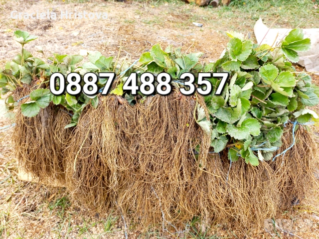 Продавам качествен разсад ягоди , снимка 11 - Сортови семена и луковици - 53517722