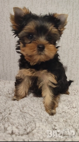 Йоркширски териер момченце , снимка 2 - Йоркширски териер - 51385796