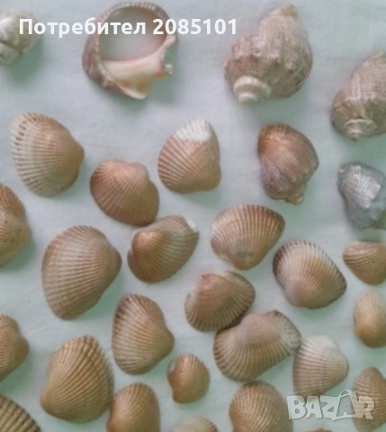 Миди и рапани лакирани, снимка 2 - Други стоки за дома - 52813180