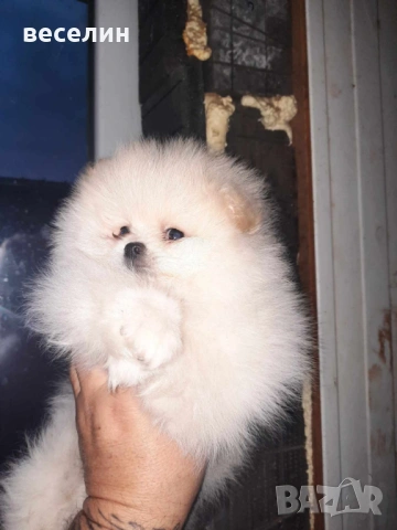 Продавам померан, снимка 2 - Померан - 53530917