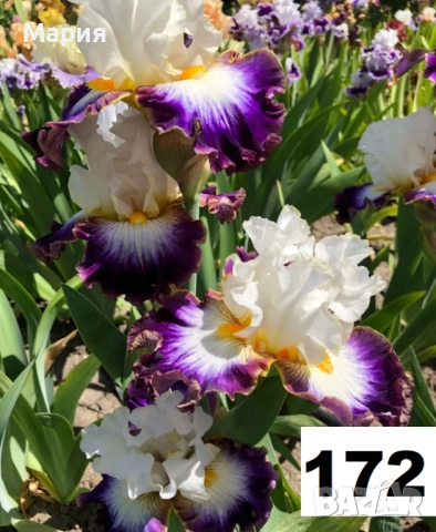 Сортови вискоки ириси /брадати ириси, снимка 18 - Градински цветя и растения - 51459299