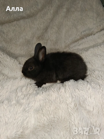 Декоративно зайчета , Рекс, голадско джуджета, лвъна глава, снимка 6 - Декоративни зайчета - 53041568