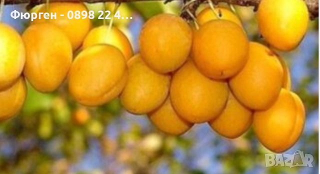 Руска слива „ Афъзка Жълта “, снимка 3 - Разсади - 52656806